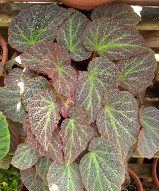 B. ‘Comtesse de Montesquieu’
